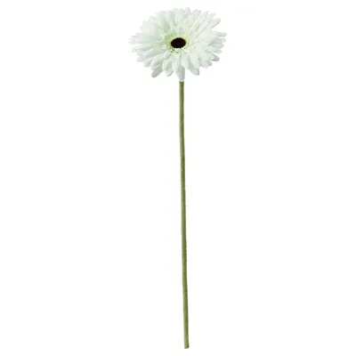 SMYCKA artificial flower, Gerbera/white, 50 cm, 20409781