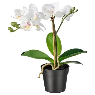 FEJKA Artificial potted plant, Orchid white 9 cm, 80294937
