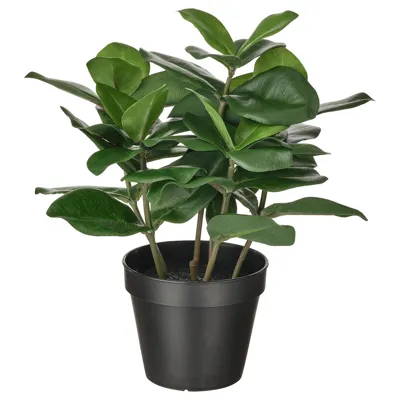 FEJKA Artificial potted plant, in/outdoor Clusia, 12 cm, 80493343