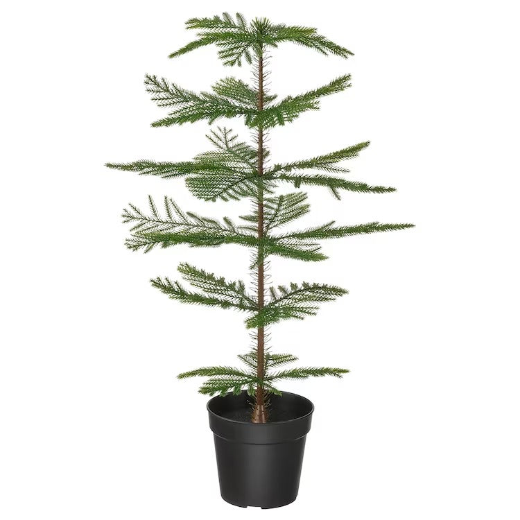 FEJKA Artificial potted plant, in/outdoor Norfolkislandpine, 15 cm, 50522969